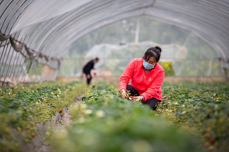 202031գؕИshl(xing)ĲݮA z