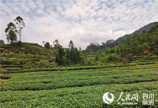 茶園。蔣兵攝