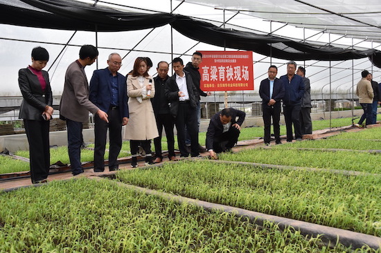高粱育秧現(xiàn)場。榮縣縣委宣傳部供圖
