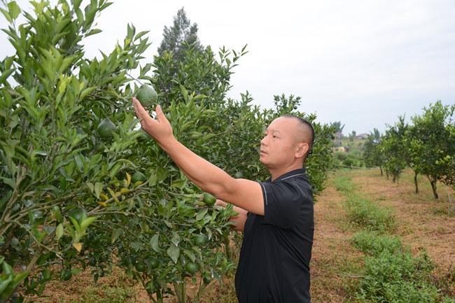 張熙檢查林地情況。胡未供圖