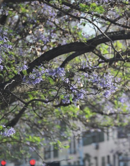 美圖！西昌：當(dāng)紫色藍(lán)花楹與各色漢服相遇