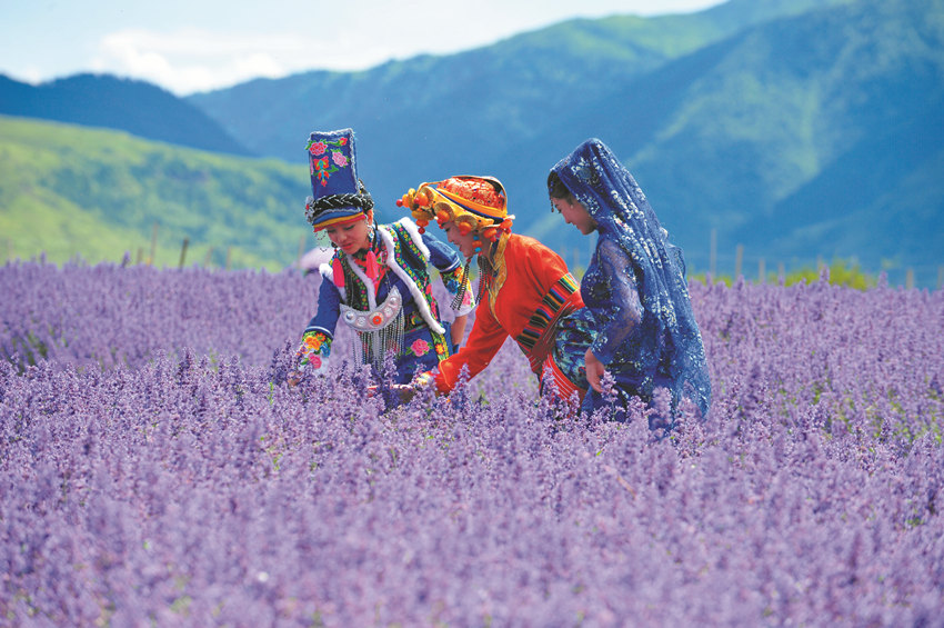 薰衣草種植基地收獲季。松潘縣委宣傳部供圖