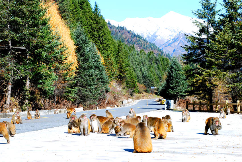 景區(qū)內(nèi)的藏酋猴。達(dá)古冰川景區(qū)管理局供圖