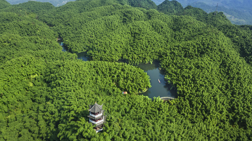 沐川竹海。樂(lè)山市沐川生態(tài)環(huán)境局供圖