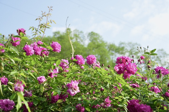 寶山村百里薔薇花。彭州寶山村供圖