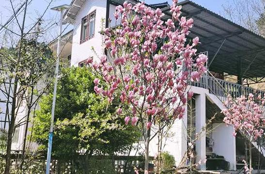 辛夷花開(kāi)