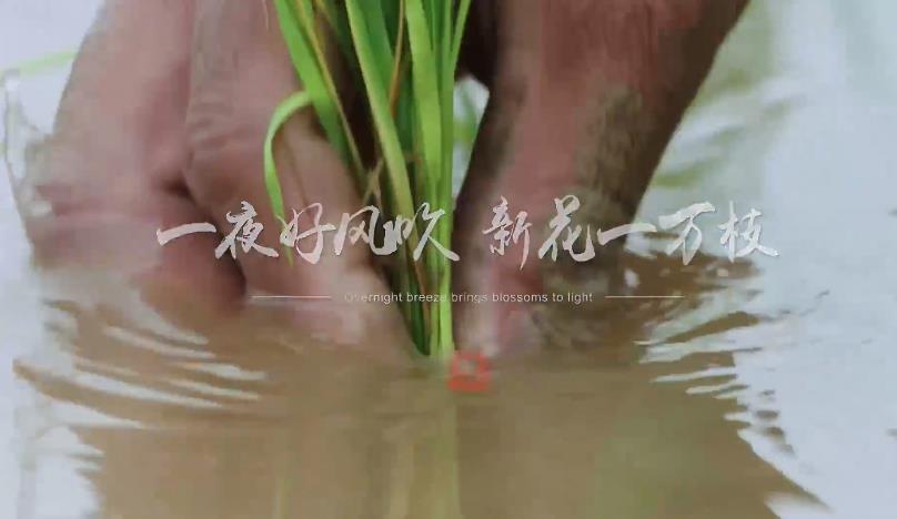 聽！《天府四季交響》每一幀都令人向往！聽見生生不息的力量。