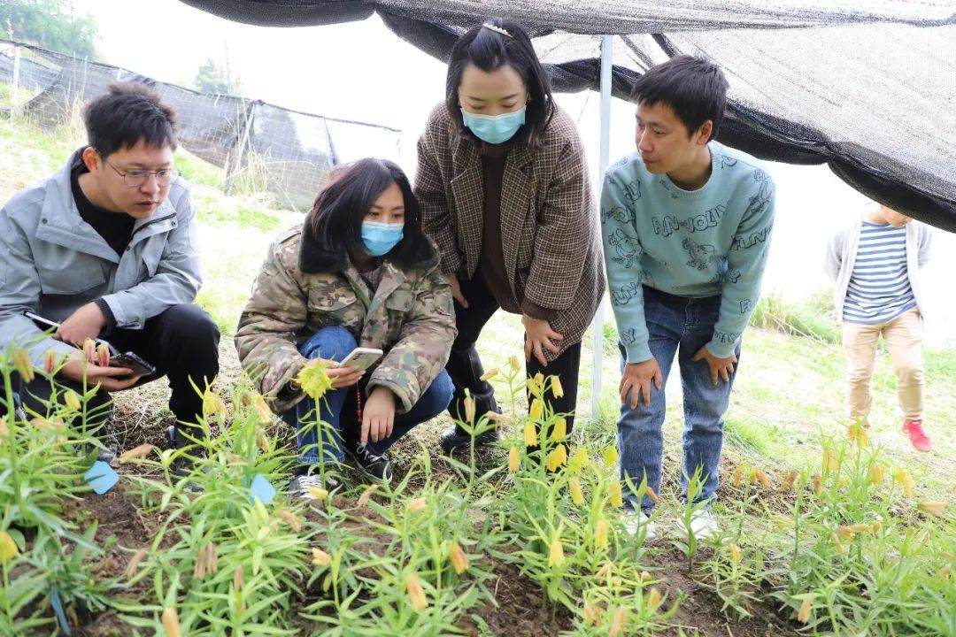 彭州對口支援工作組隊(duì)項(xiàng)目組查看瓦布貝母種植情況。彭州市宣傳部供圖