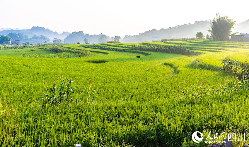遠(yuǎn)處薄霧朦朧，群山環(huán)抱稻田。李貴平攝