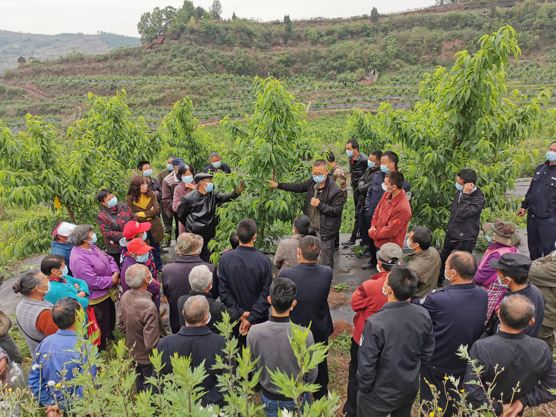 合作社邀請省農(nóng)科院專家開展水蜜桃技術(shù)培訓(xùn)。長松村供圖