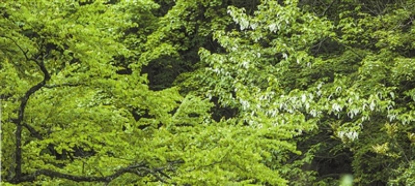 馬邊大風(fēng)頂國(guó)家級(jí)自然保護(hù)區(qū)內(nèi)生長(zhǎng)的珙桐和連香。樂(lè)山市生態(tài)環(huán)境局供圖