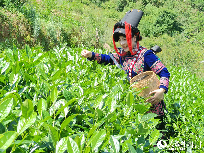 村民的莫羅英摘茶增收樂。吳舒婷攝