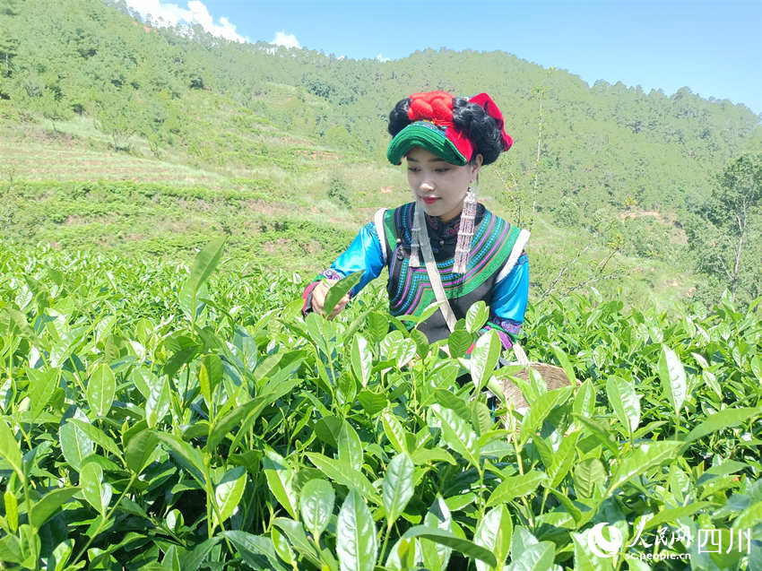 采摘夏茶。吳舒婷攝