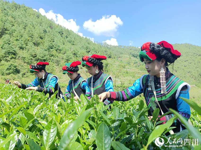 彝族姑娘們趁著好天氣搶摘夏茶。吳舒婷攝