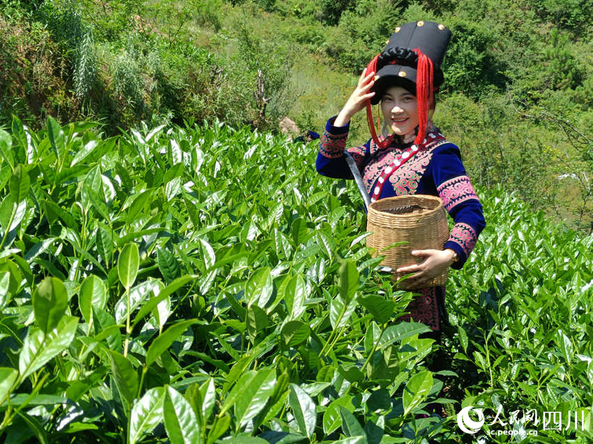 摘了小半簍茶葉的莫羅英。吳舒婷攝