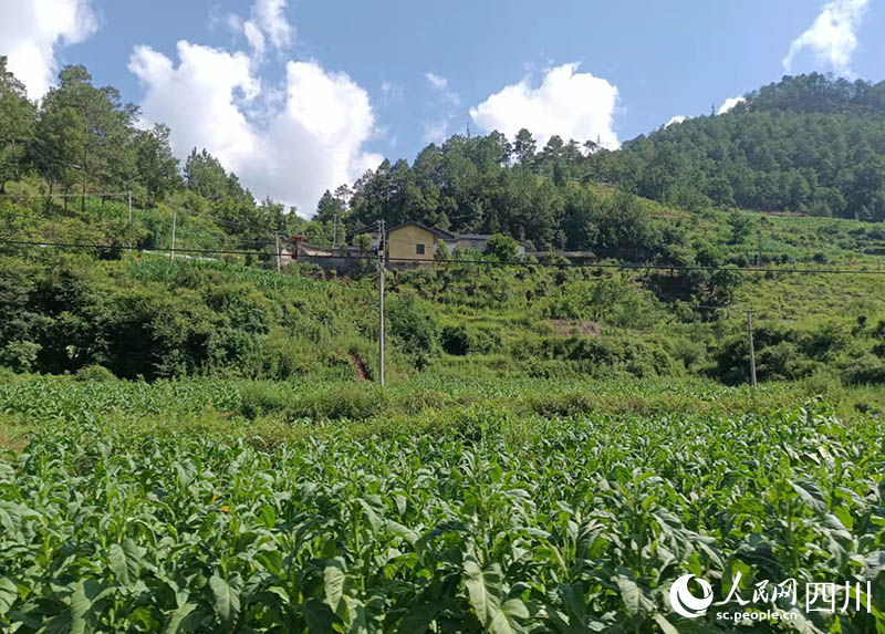 地里的煙葉生長(zhǎng)正旺。吳舒婷攝