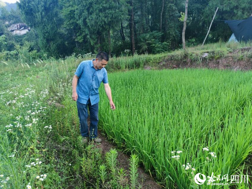 綠色種植的稻米全部農(nóng)家樂自銷。趙斌攝