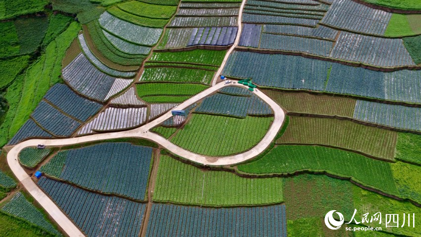 金陽縣南瓦鎮(zhèn)絲窩中心村高山蔬菜基地的水泥路。鄒寧攝