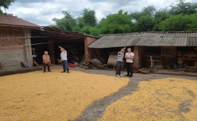 入戶走訪宣傳。井研縣委組織部供圖