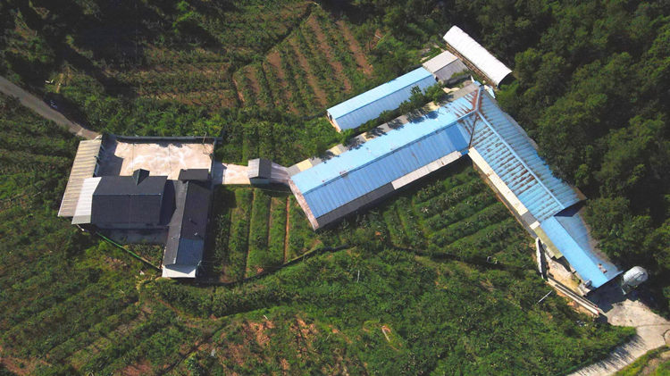 潘洪全的果園。蒼溪縣融媒體中心供圖