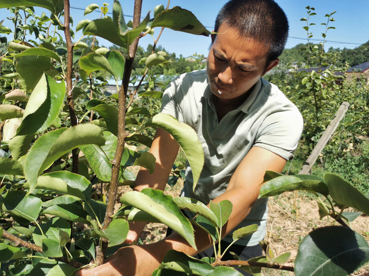 潘洪全為果樹修枝。蒼溪縣融媒體中心供圖