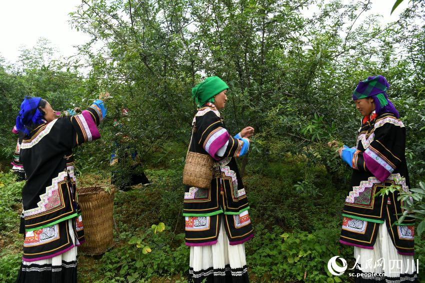 采摘青花椒。賈巴爾且攝