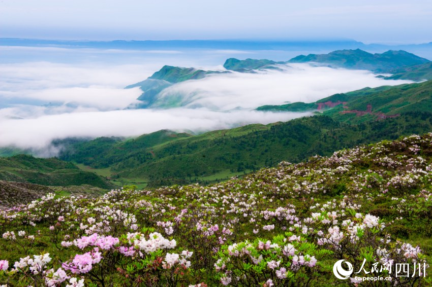 金陽(yáng)境內(nèi)有近百種索瑪花（高山杜鵑）品種，每年4至6月，連綿十萬(wàn)畝的索瑪花海美不勝收。周學(xué)斌攝
