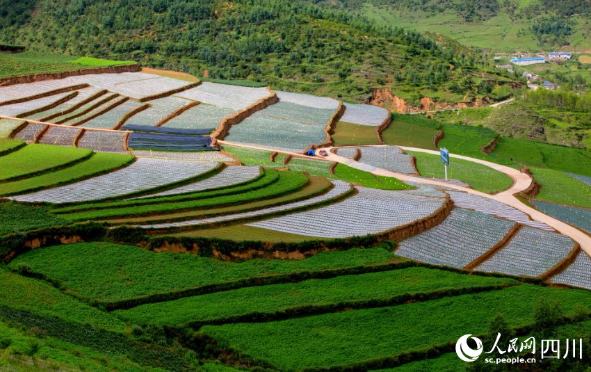 金陽(yáng)因地制宜，探索高寒山區(qū)“春薯秋菜”種植模式，發(fā)展生態(tài)綠色農(nóng)業(yè)，圖為絲窩鄉(xiāng)尼波洛高山蔬菜基地。鄒寧攝