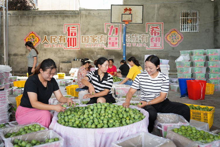 村民正在篩選李子。茂縣融媒體中心供圖