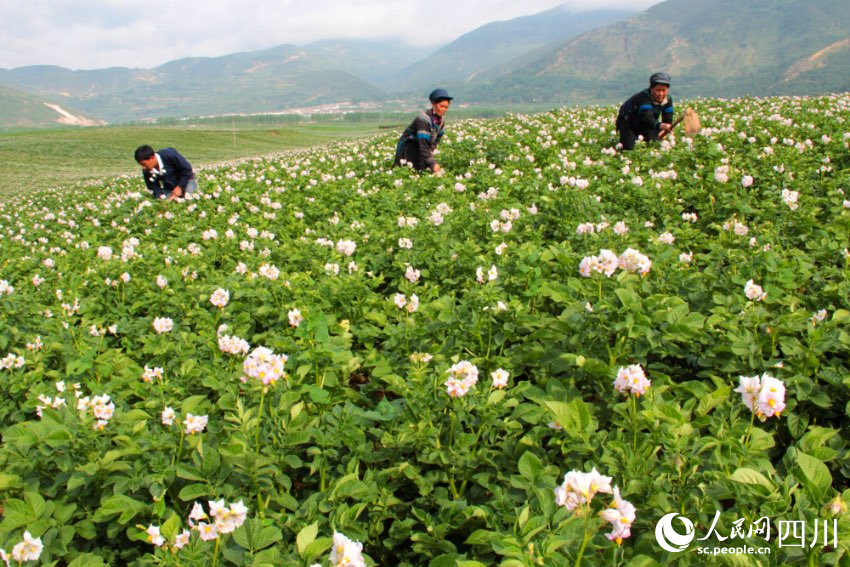 布拖是涼山州土豆種植大縣，土豆品質(zhì)優(yōu)越。蘇呷此色攝