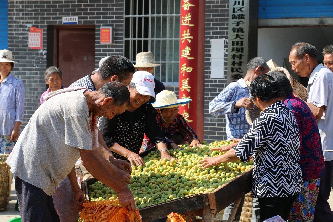 達(dá)州市達(dá)川區(qū)烏梅喜獲豐收。四川省中醫(yī)藥管理局供圖