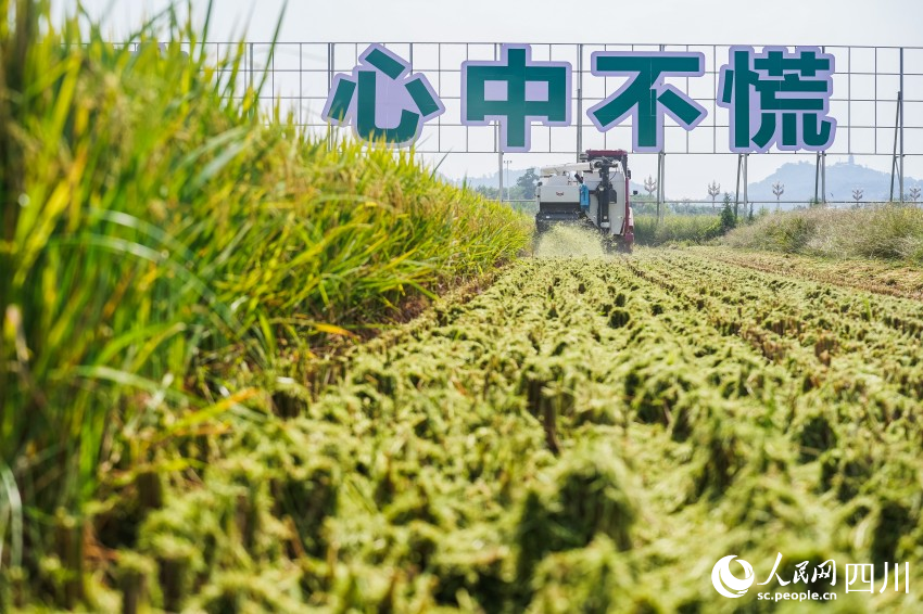 四川彭山水稻迎豐收。翁光建攝