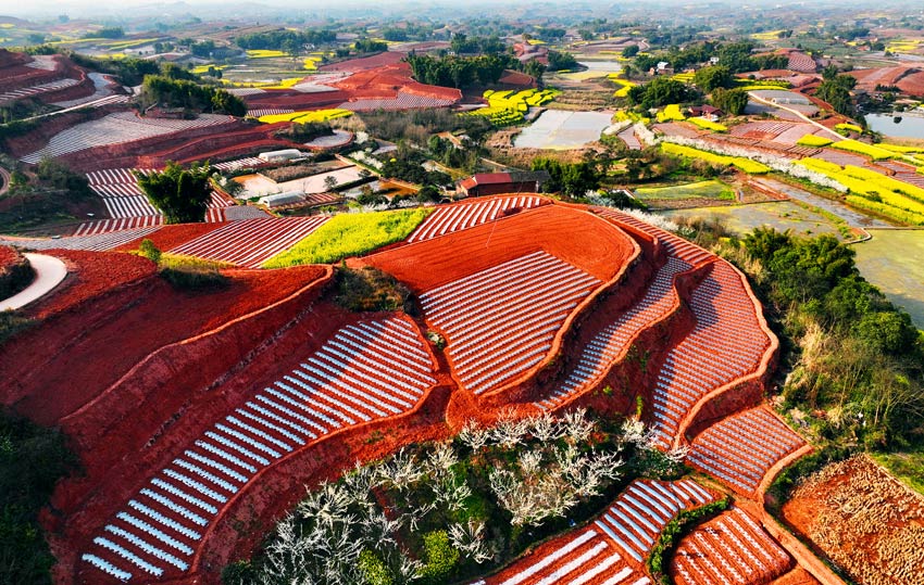油菜開(kāi)花陪紅土。劉彬供圖
