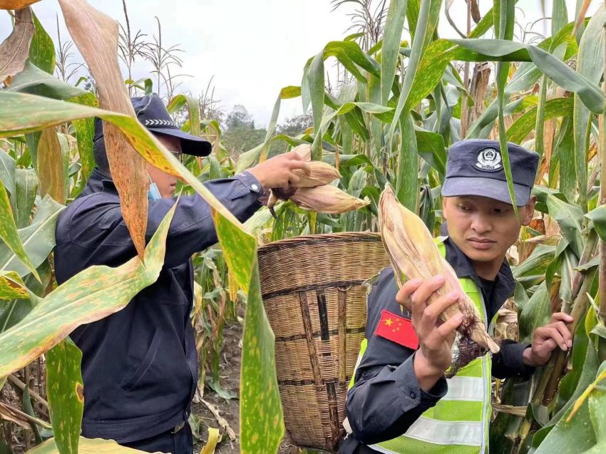 帳篷警務室?guī)椭鸀膮^(qū)群眾搶收玉米。甘孜公安供圖