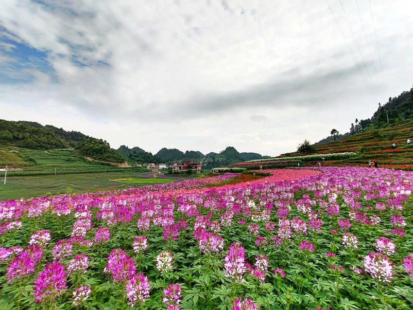 湖畔紅色花海。摩尼鎮(zhèn)供圖