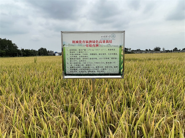 在大邑縣安仁鎮(zhèn)，川康優(yōu)2115長勢良好。大邑融媒體中心供圖