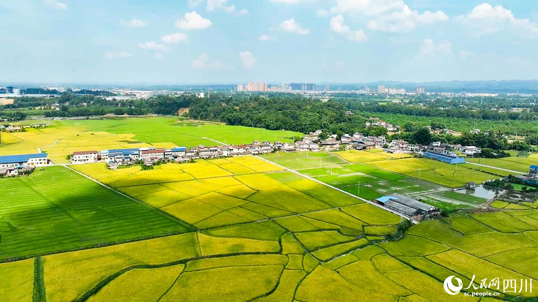 眉山市青神縣高標準農(nóng)田建設。眉山日報全媒體記者 廖波攝