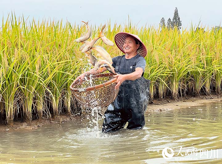 水稻豐收了！眉山市東坡區(qū)的稻田魚也到了銷售旺季。王允浩攝