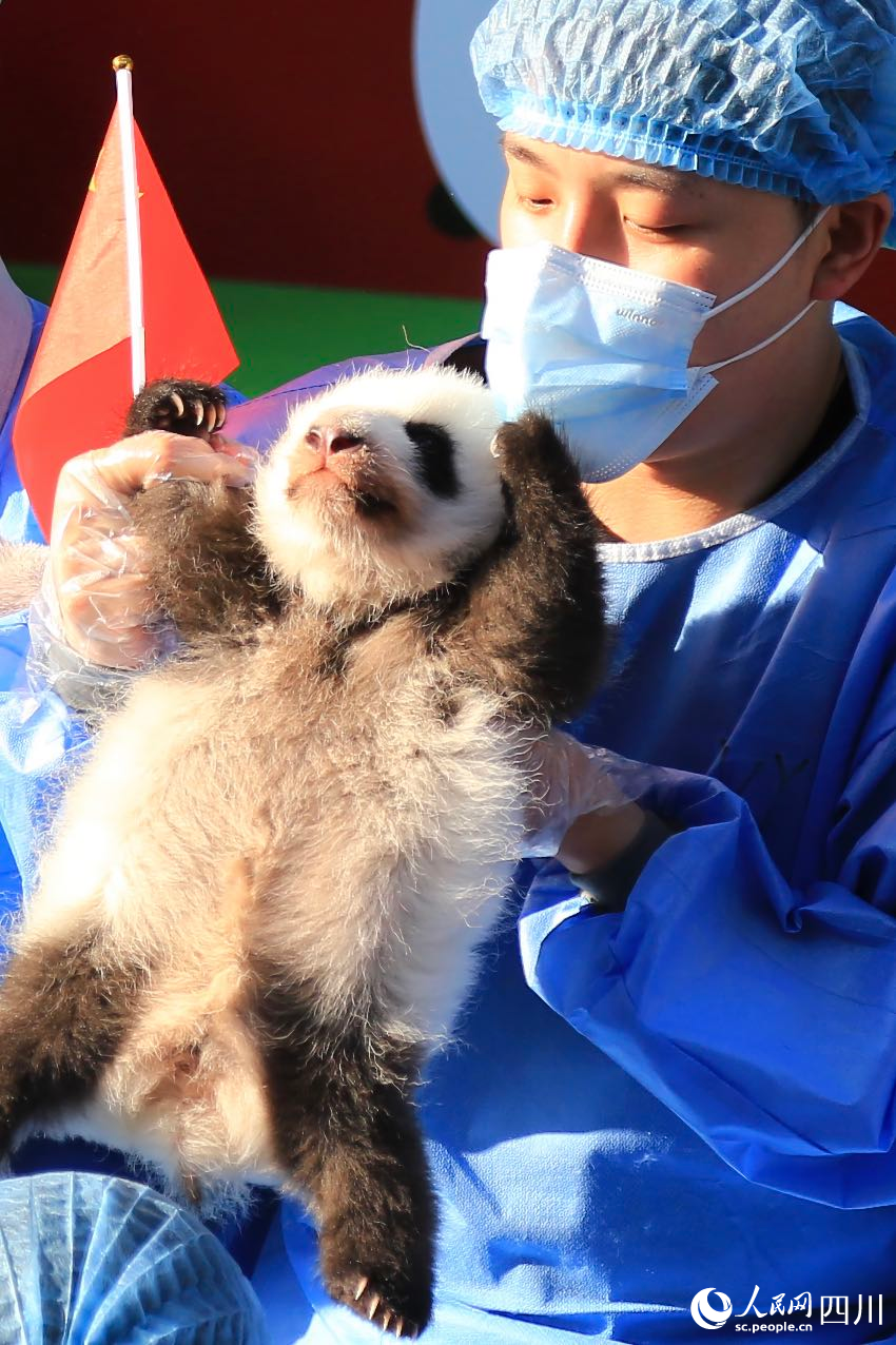 飼養(yǎng)員懷抱幼崽。人民網(wǎng) 朱虹攝