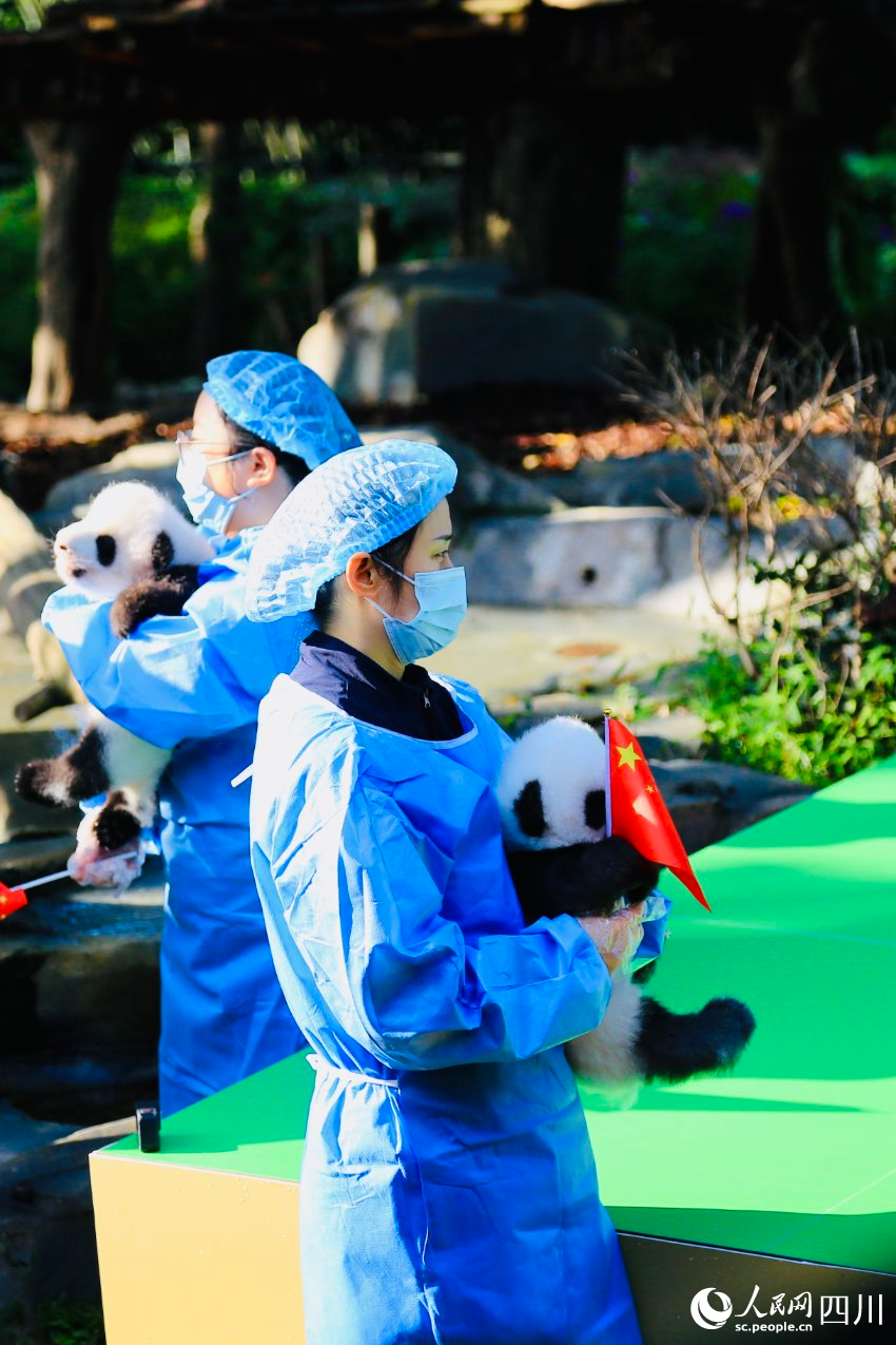 飼養(yǎng)員懷抱幼崽來(lái)到場(chǎng)地。人民網(wǎng) 朱虹攝