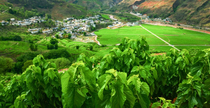 寧南是中國優(yōu)質(zhì)繭絲生產(chǎn)基地，圖為長勢良好的桑田。寧南縣委宣傳部供圖