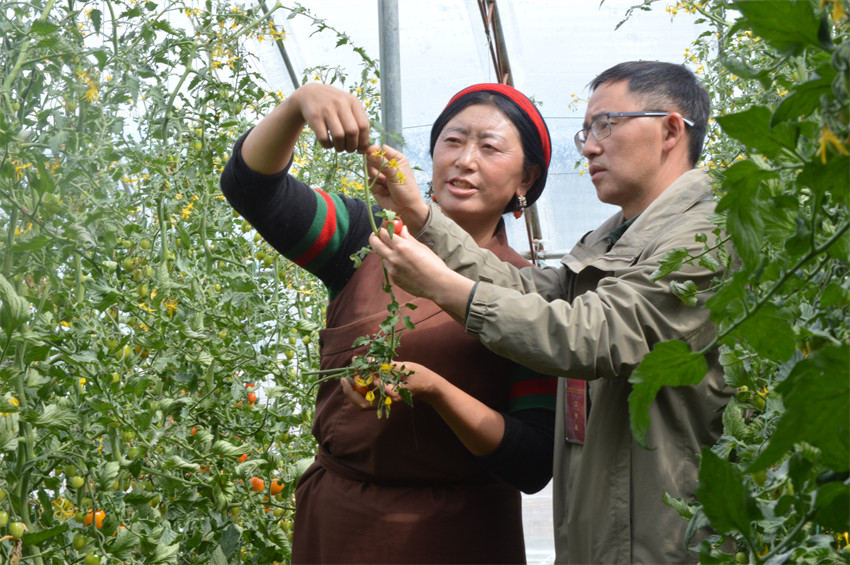家住蝦拉沱鎮(zhèn)的達(dá)娃，以前在康定打工每月收入2000余元，現(xiàn)在園區(qū)采摘小番茄每月近4000元。成都市民宗局供圖