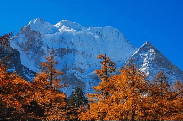 雪山下的紅葉。稻城亞丁景區(qū)供圖