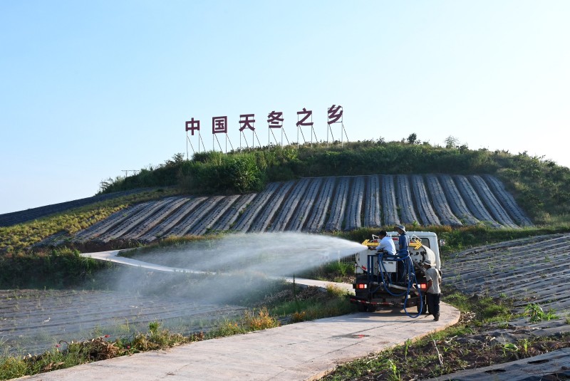 “中國天冬之鄉(xiāng)”——內江東興區(qū)抗旱保苗。東興區(qū)融媒體中心供圖
