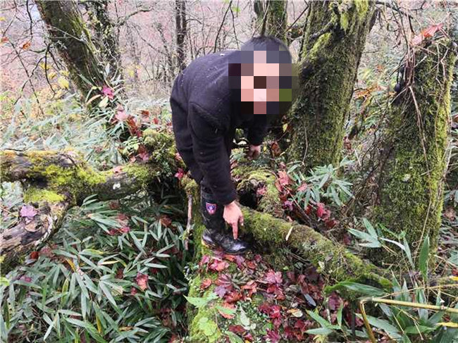 犯罪嫌疑人指認(rèn)非法捕獵小熊貓的位置。樂(lè)山公安供圖