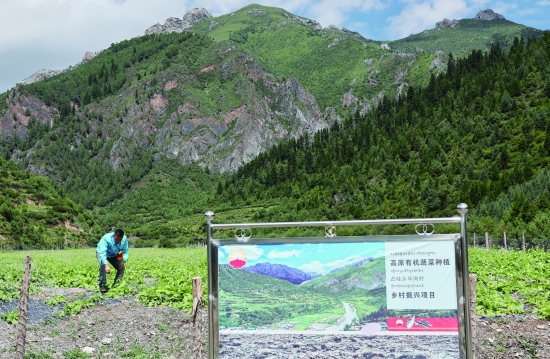 中國石油四川銷售公司助力高原有機(jī)蔬菜種植項(xiàng)目，有效帶動(dòng)周邊農(nóng)戶增收就業(yè)。 中國石油四川銷售公司供圖