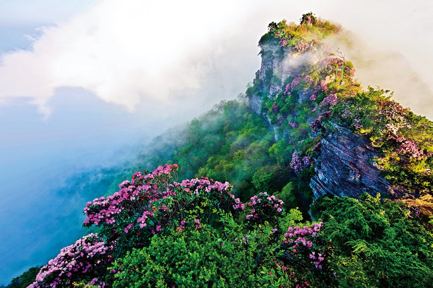 杜鵑花。巴中市委宣傳部供圖