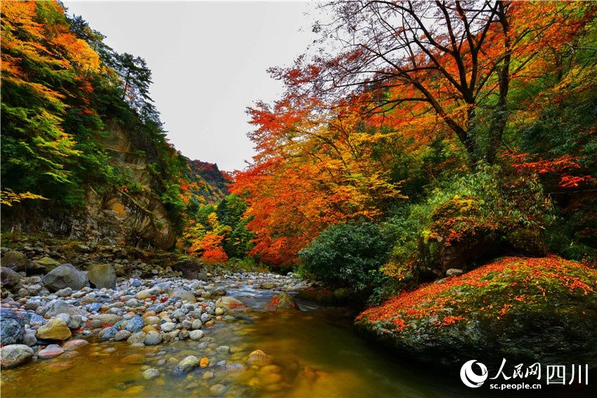 楓葉清溪映美容。石峰攝