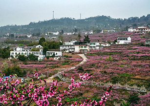 成都市龍泉驛區(qū)桃源村：按照建設(shè)城市森林公園新門(mén)戶(hù)、打造全域鄉(xiāng)村旅游新高地、創(chuàng)建鄉(xiāng)村振興示范新樣板的目標(biāo)，大力發(fā)展“天府桃花源”民宿聚落和“夜爬龍泉山”等新興業(yè)態(tài)。