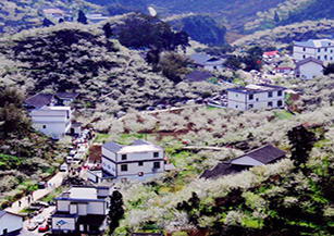 筠連縣春風(fēng)村：現(xiàn)已建1.1萬(wàn)畝果園，1.6 萬(wàn)畝茶園、2000 畝花卉園和1000畝中藥材基地，形成春風(fēng)李園、中沙綠色茶坊人家、三塊田和龍?zhí)辽鷳B(tài)茶園農(nóng)家四個(gè)集居點(diǎn)。